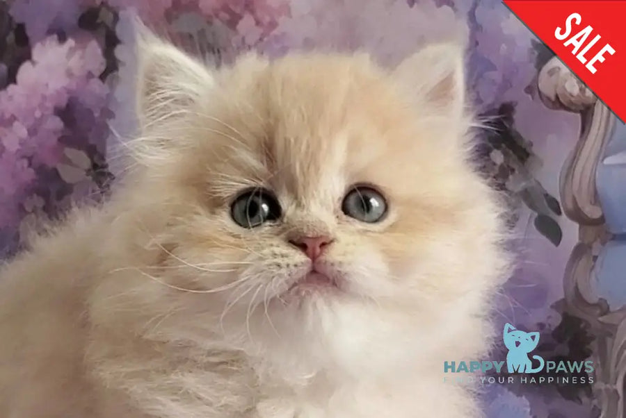 Plush British Longhair male blue golden chinchilla - live animals