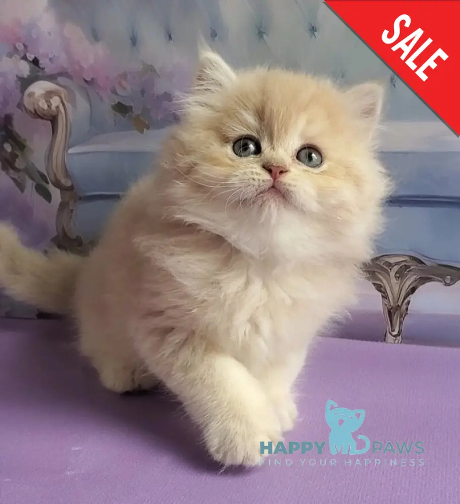 Plush British Longhair male blue golden chinchilla - live animals