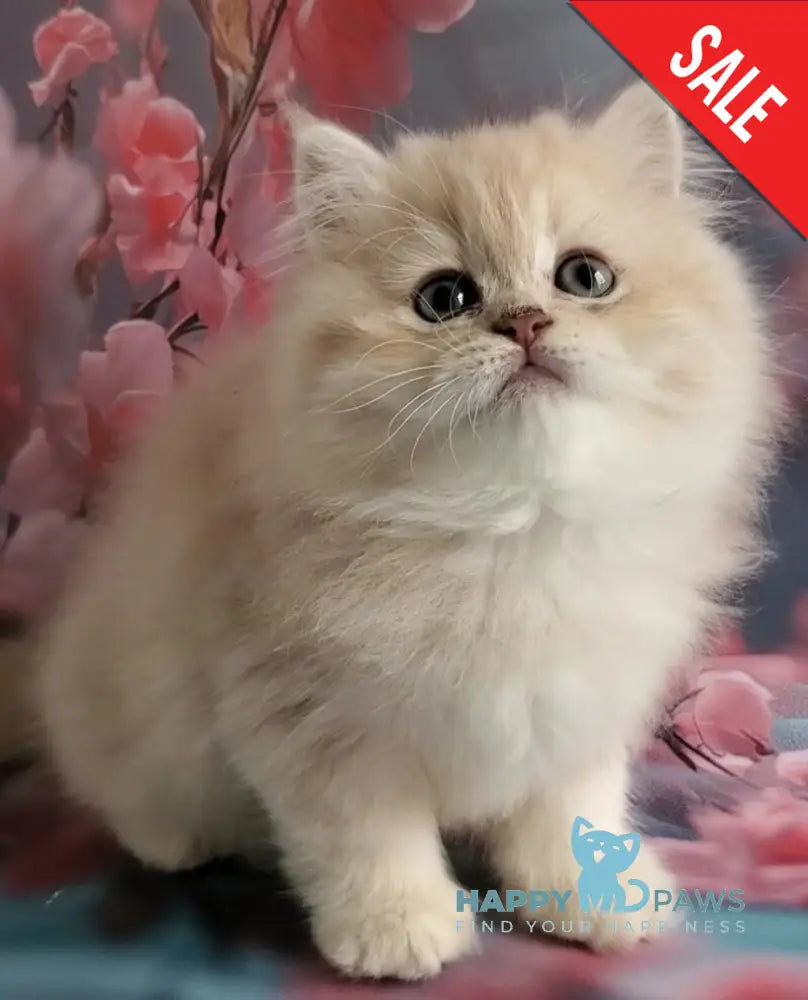 Plush British Longhair male blue golden chinchilla - live animals