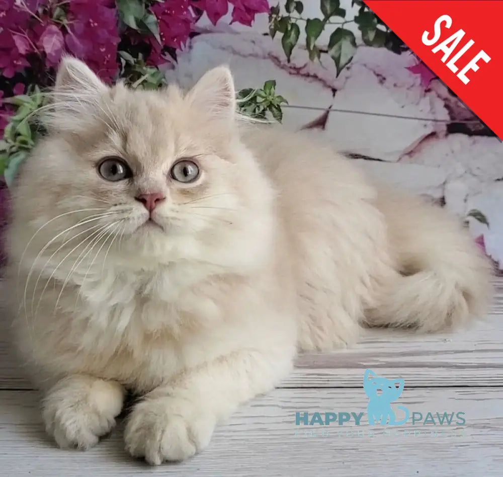 Plush British Longhair male blue golden chinchilla - live animals
