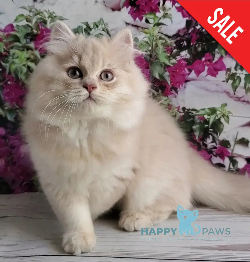 Plush British Longhair male blue golden chinchilla - live animals