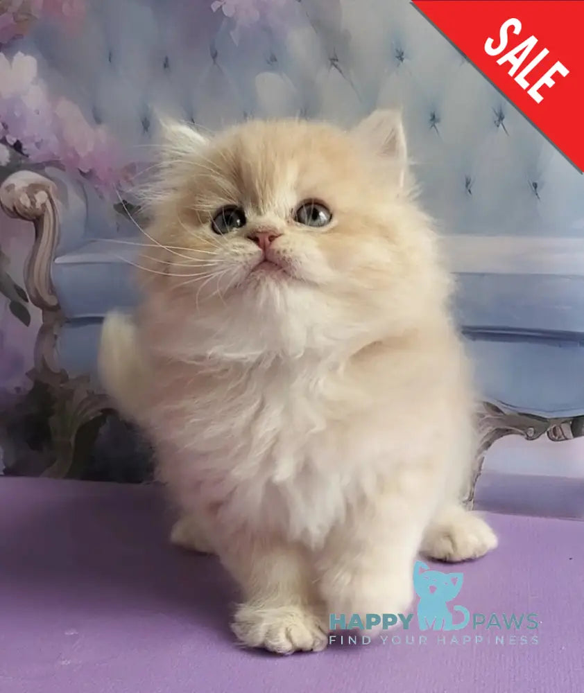 Plush British Longhair male blue golden chinchilla - live animals