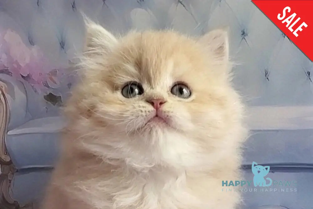 Plush British Longhair male blue golden chinchilla - live animals