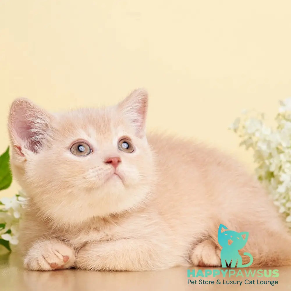 Plush British Shorthair male cream - live animals