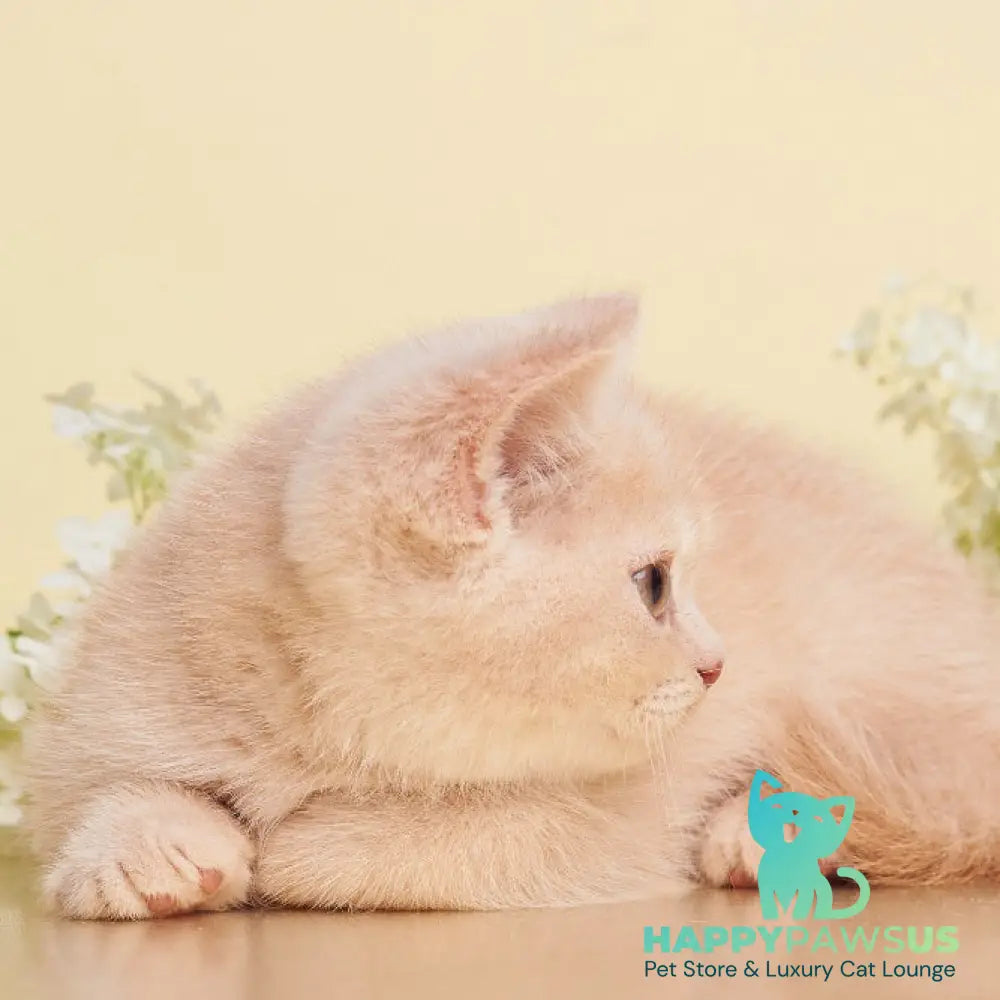 Plush British Shorthair male cream - live animals