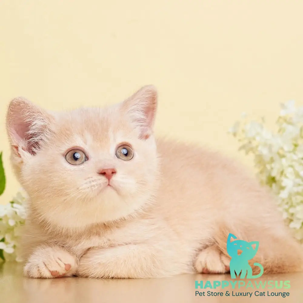 Plush British Shorthair male cream - live animals