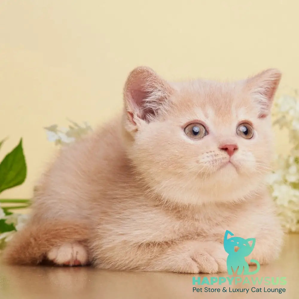 Plush British Shorthair male cream - live animals