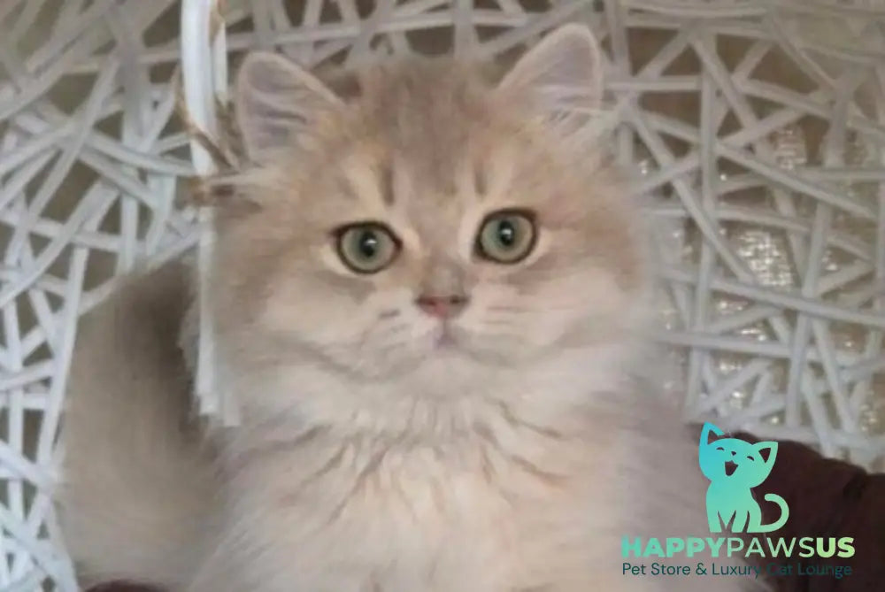 Plushuk British Longhair male blue golden shaded live animals