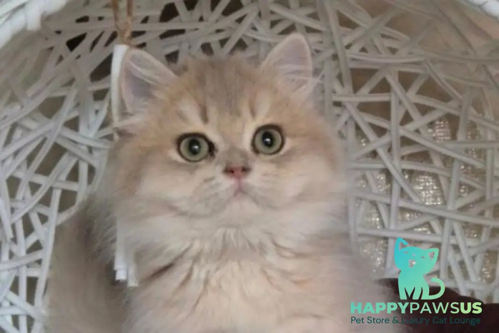 Plushuk British Longhair male blue golden shaded live animals