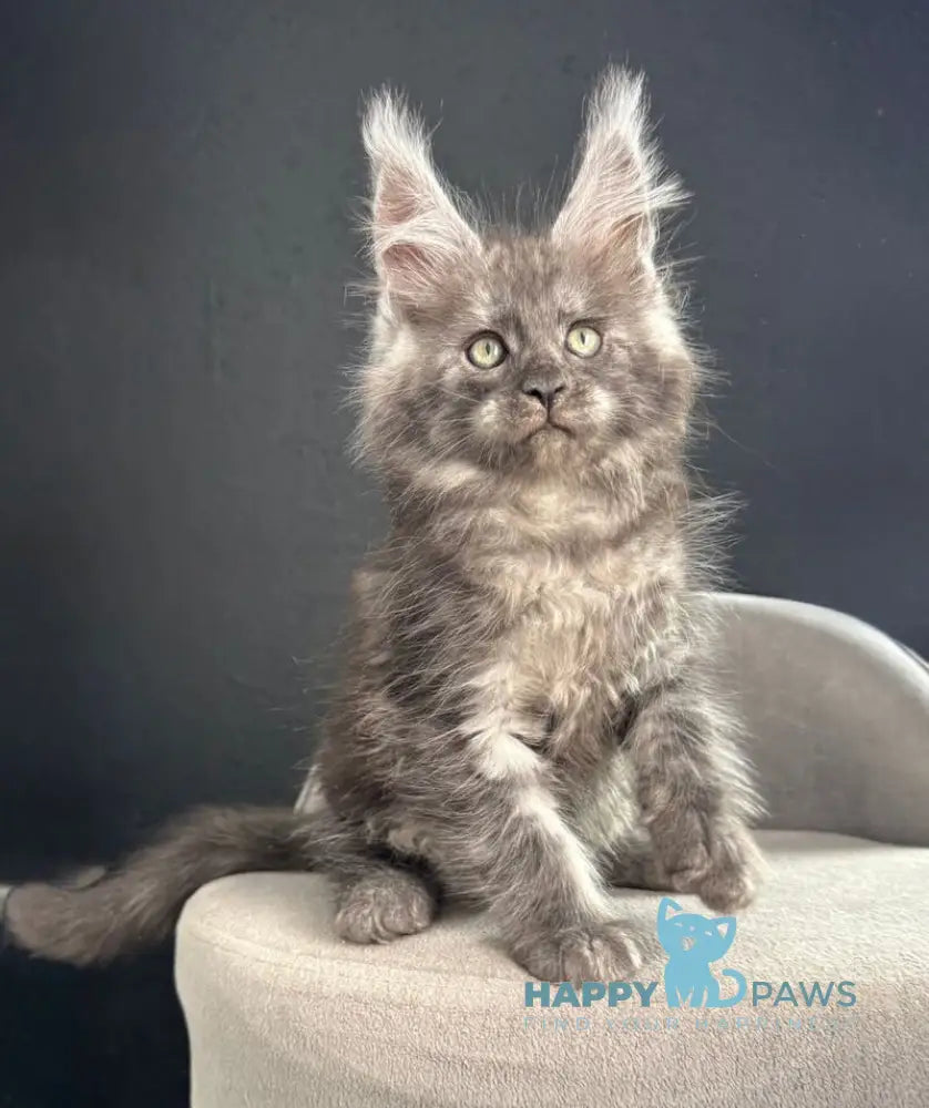 Plushik Maine Coon male black silver live animals