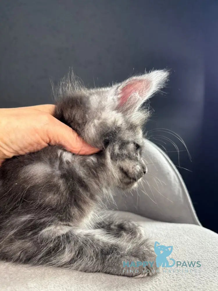 Plushik Maine Coon male black silver live animals