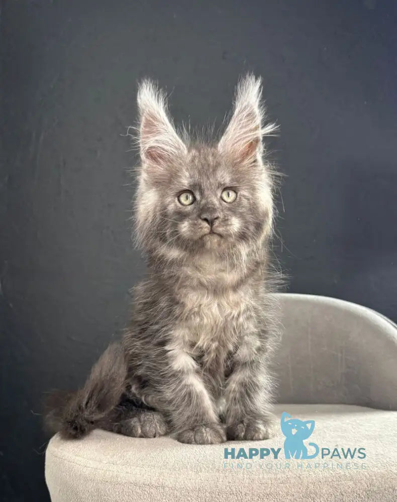 Plushik Maine Coon male black silver live animals
