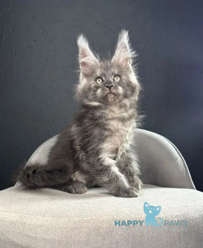 Plushik Maine Coon male black silver live animals
