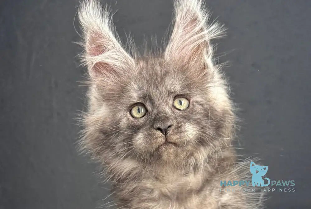 Plushik Maine Coon male black silver live animals