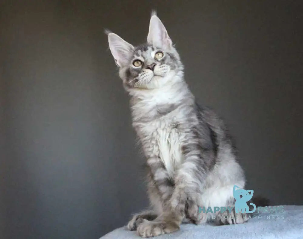 Plut Maine Coon male polydactyl black silver ticked tabby live animals