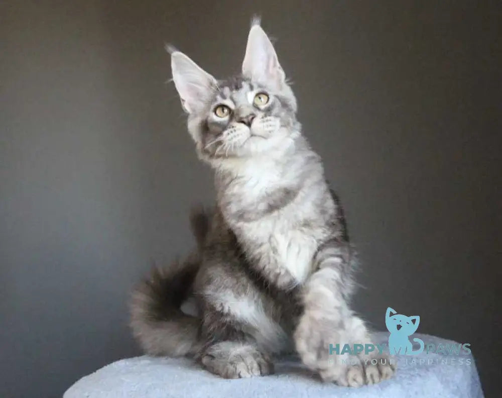Plut Maine Coon male polydactyl black silver ticked tabby live animals