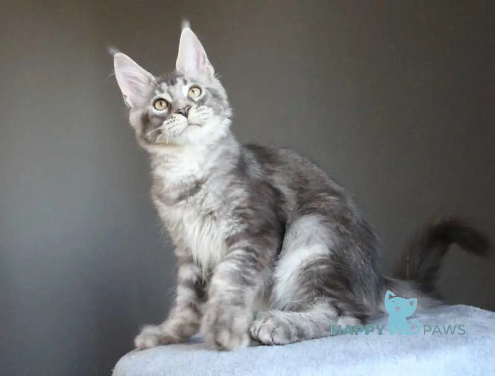 Plut Maine Coon male polydactyl black silver ticked tabby live animals