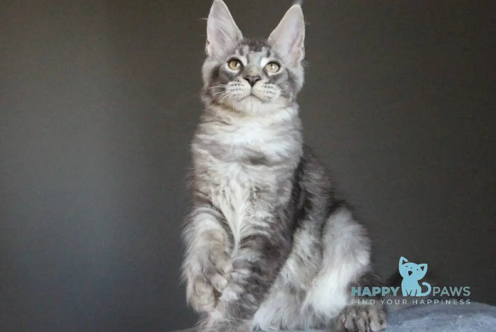 Plut Maine Coon male polydactyl black silver ticked tabby live animals