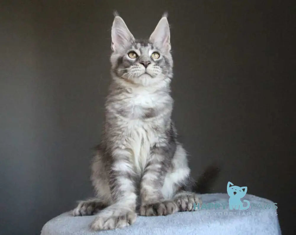 Plut Maine Coon male polydactyl black silver ticked tabby live animals