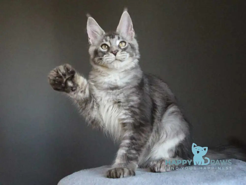 Plut Maine Coon male polydactyl black silver ticked tabby live animals