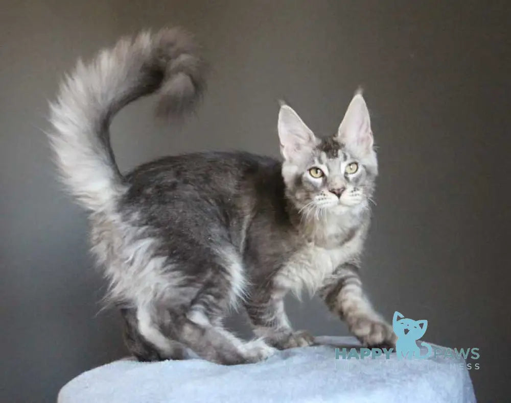 Plut Maine Coon male polydactyl black silver ticked tabby live animals