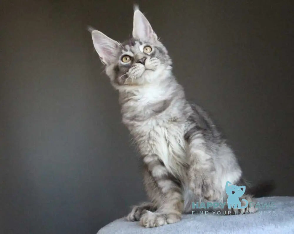 Plut Maine Coon male polydactyl black silver ticked tabby live animals
