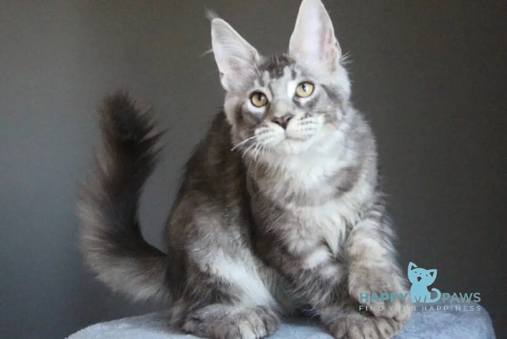 Plut Maine Coon male polydactyl black silver ticked tabby live animals