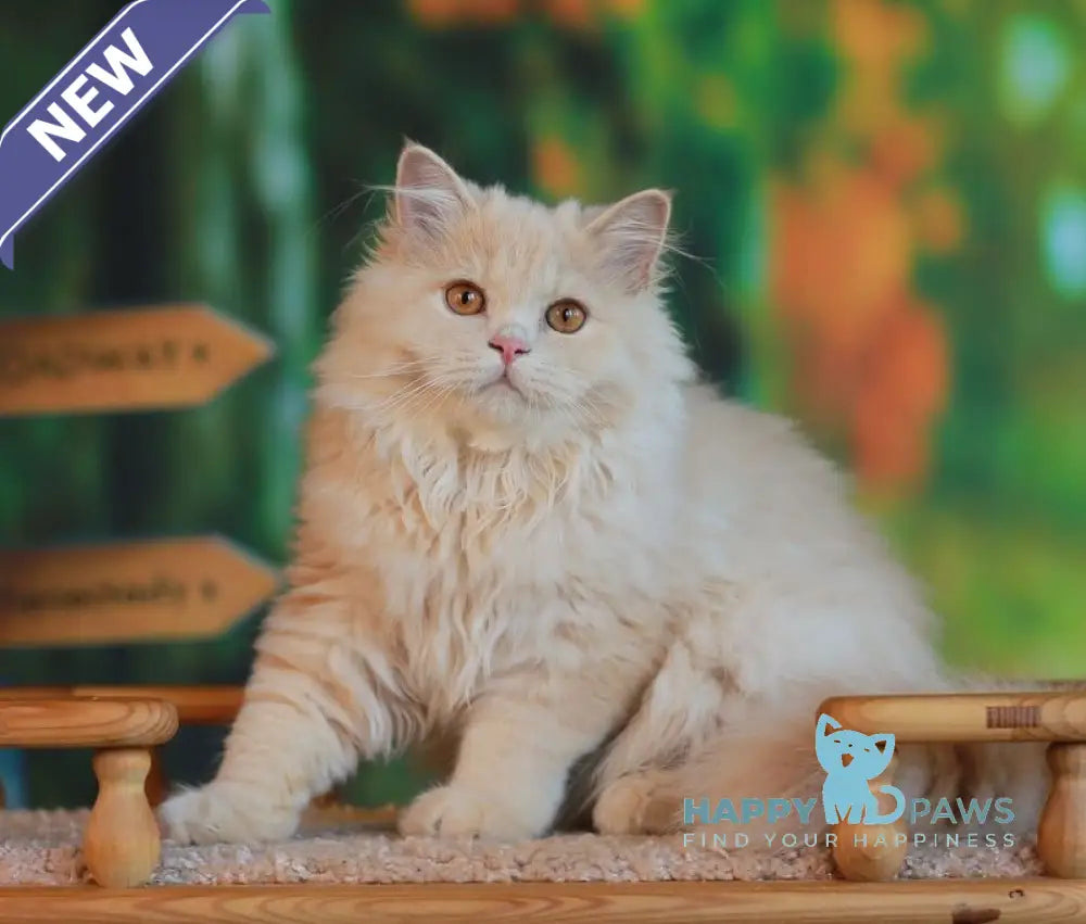 Pluto British Longhair male cream live animals