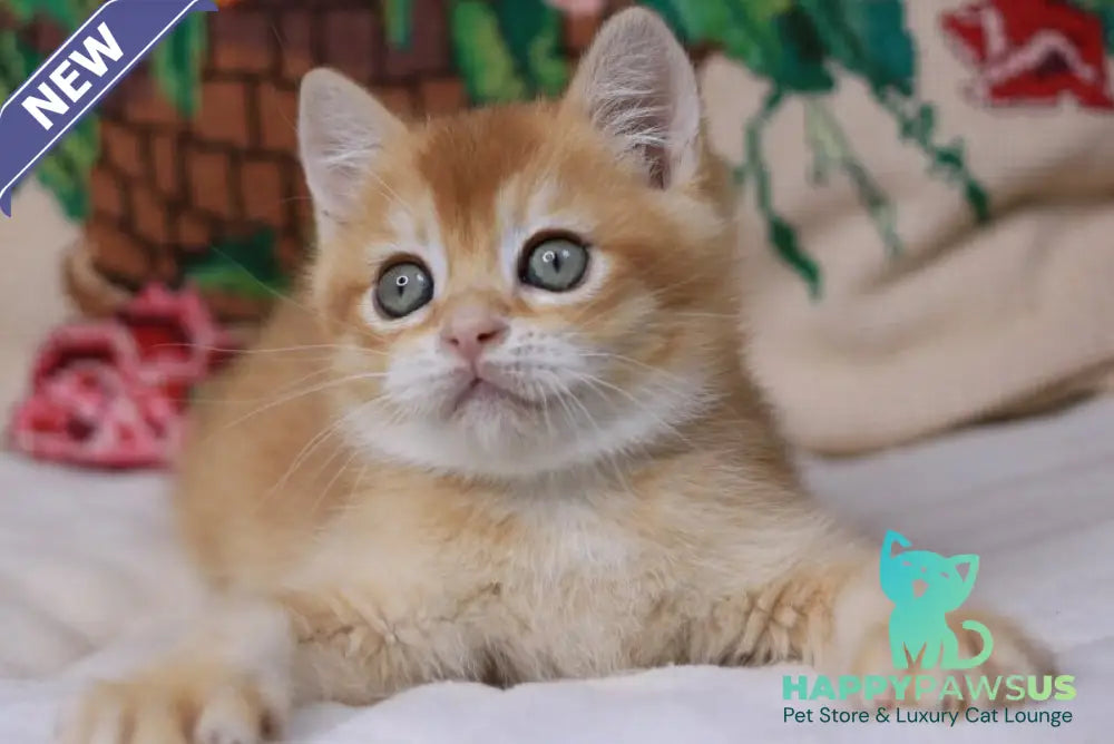 Pluto British Shorthair male chocolate golden chinchilla - live animals