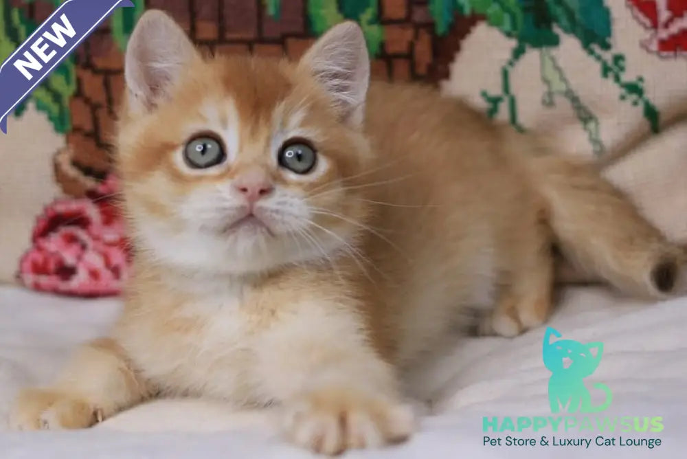 Pluto British Shorthair male chocolate golden chinchilla - live animals