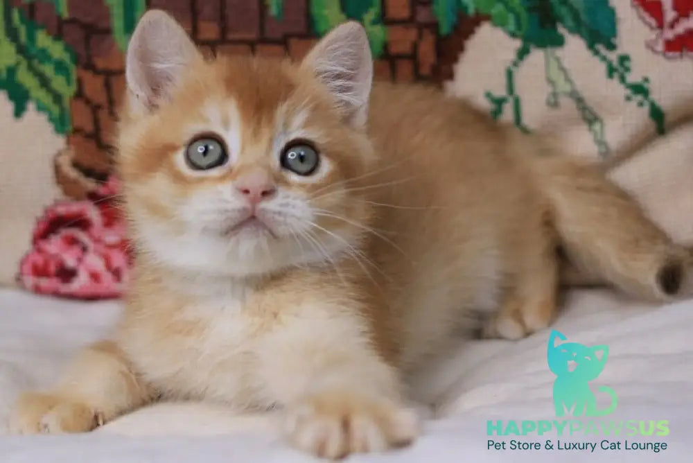 Pluto British Shorthair male chocolate golden chinchilla - live animals
