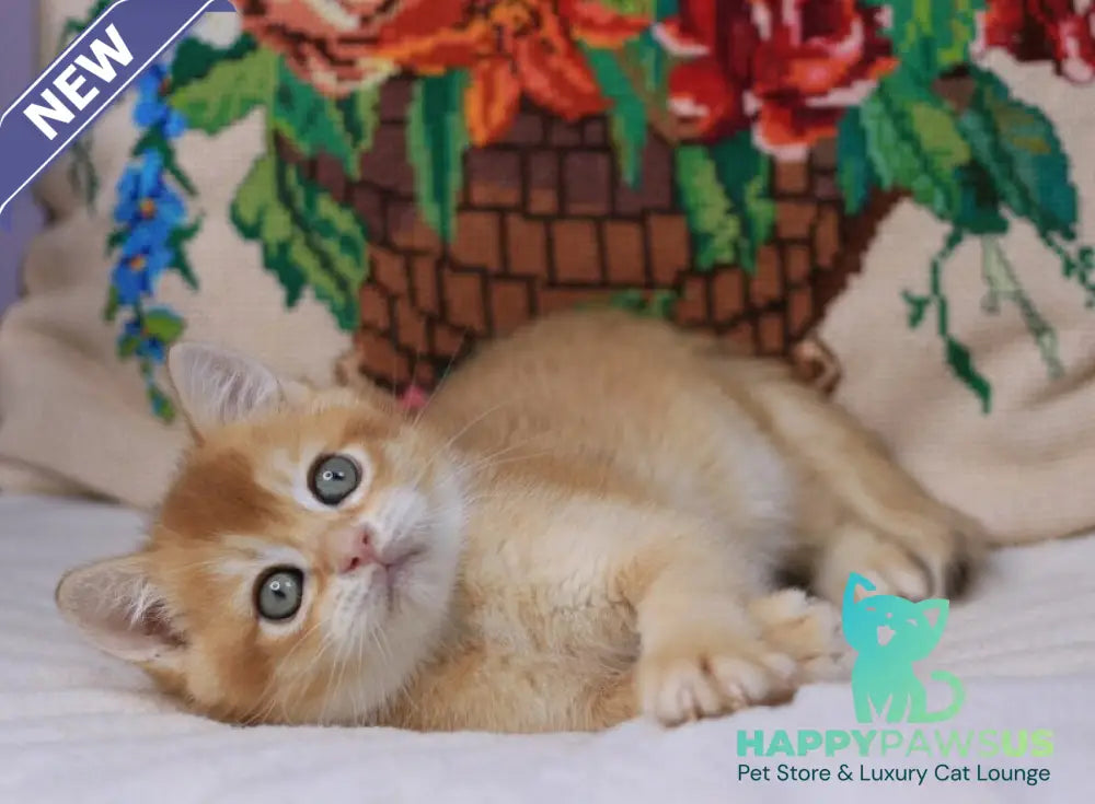 Pluto British Shorthair male chocolate golden chinchilla - live animals