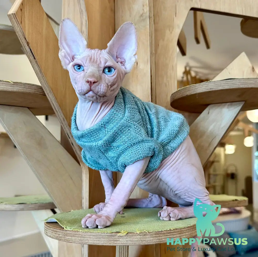Pluto Canadian Sphynx male cream pointed - live animals