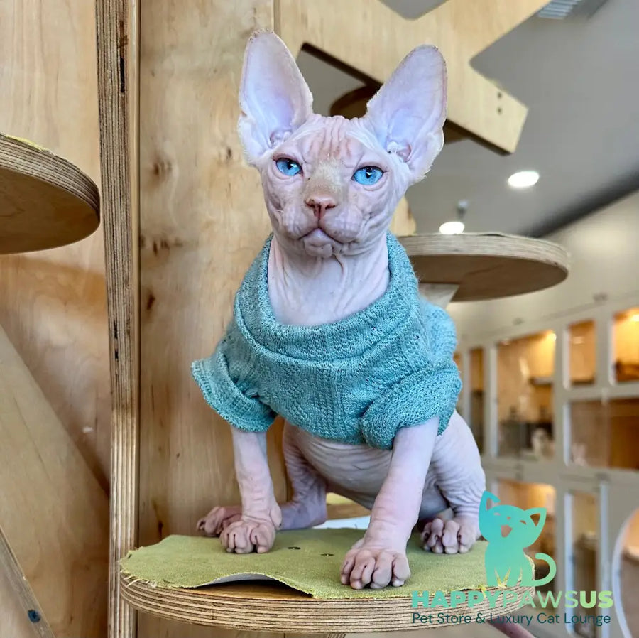 Pluto Canadian Sphynx male cream pointed - live animals