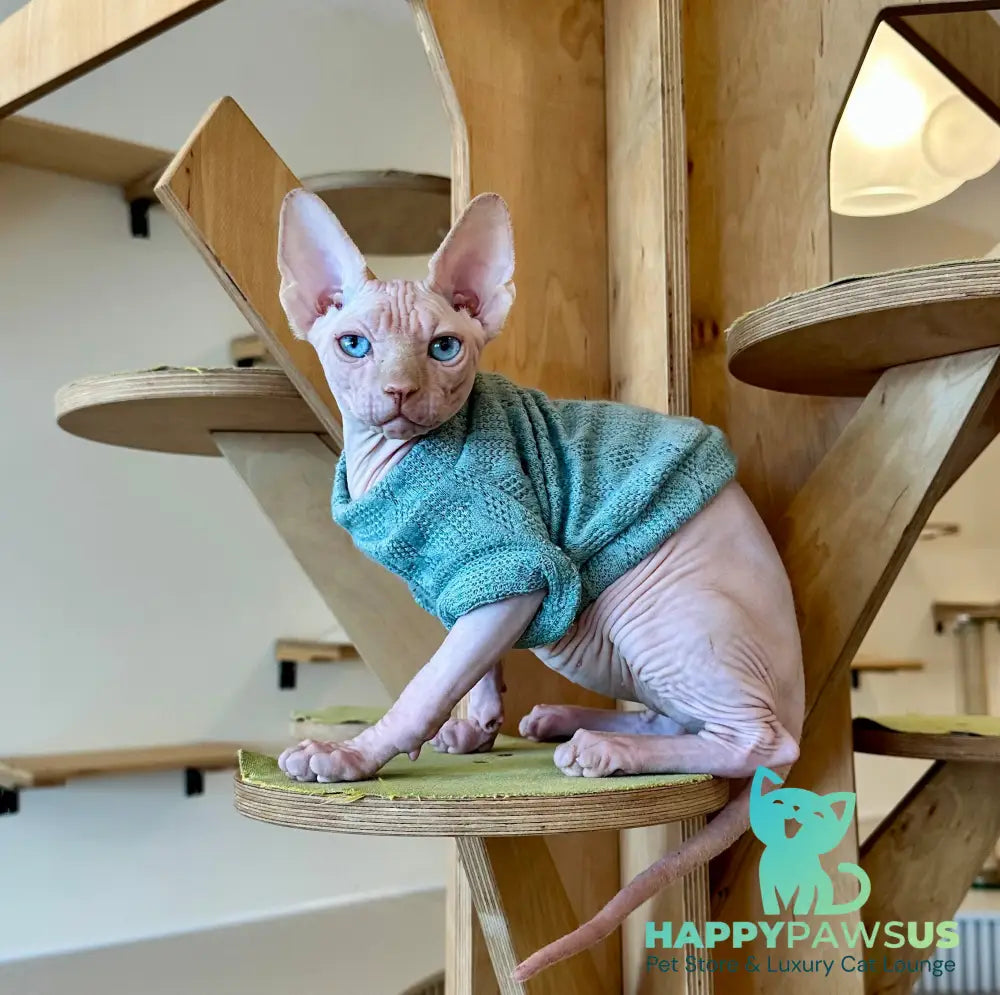 Pluto Canadian Sphynx male cream pointed - live animals