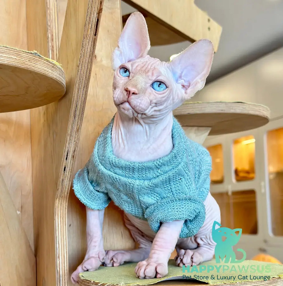 Pluto Canadian Sphynx male cream pointed - live animals