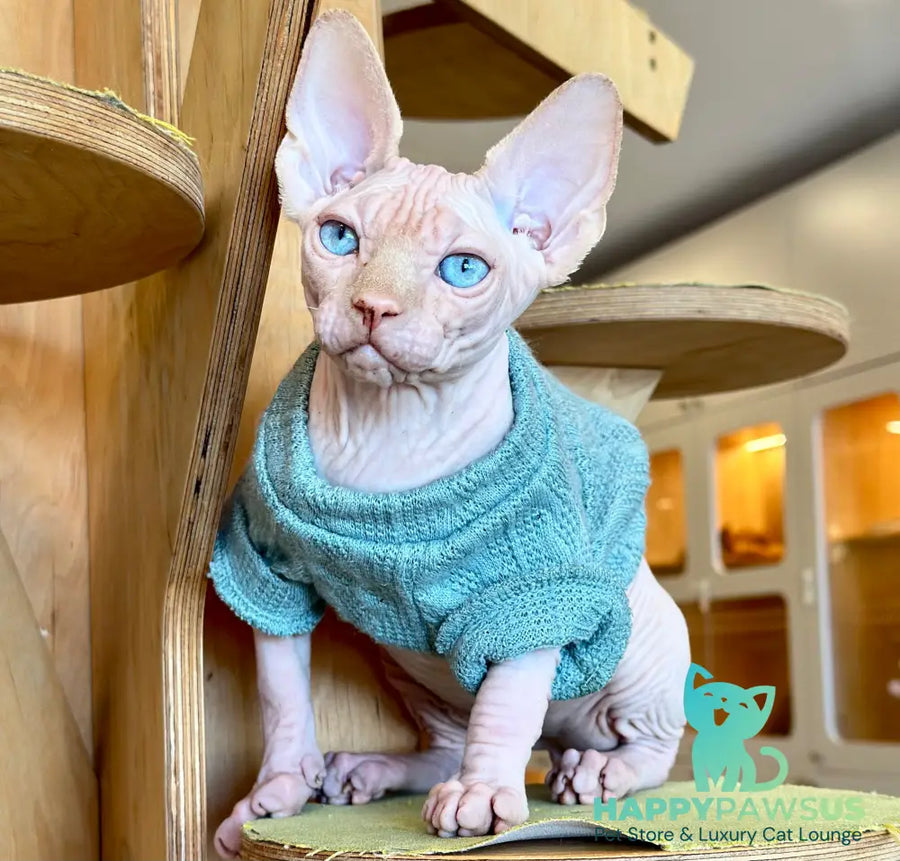 Pluto Canadian Sphynx male cream pointed - live animals