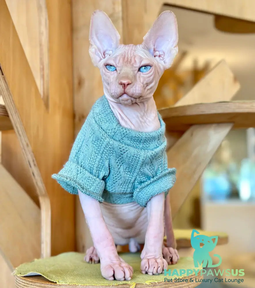 Pluto Canadian Sphynx male cream pointed - live animals