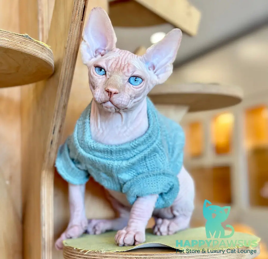 Pluto Canadian Sphynx male cream pointed - live animals