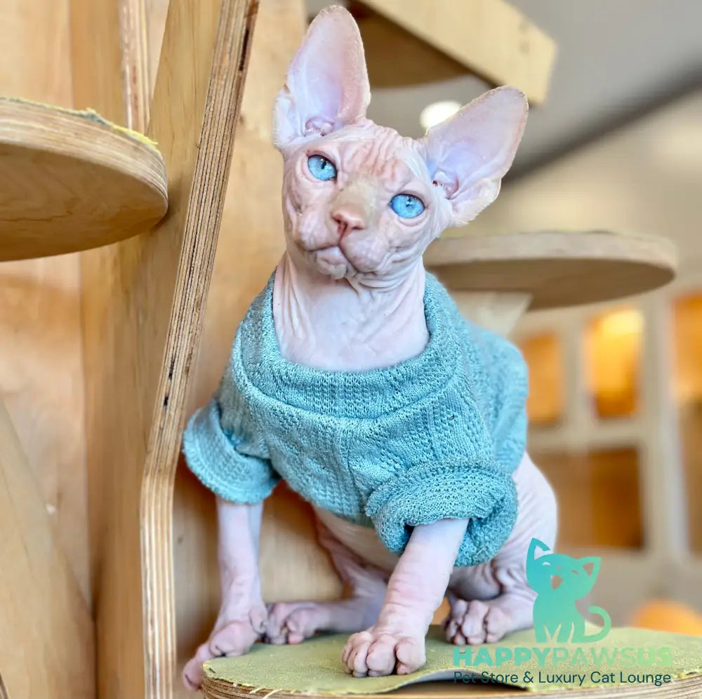 Pluto Canadian Sphynx male cream pointed - live animals