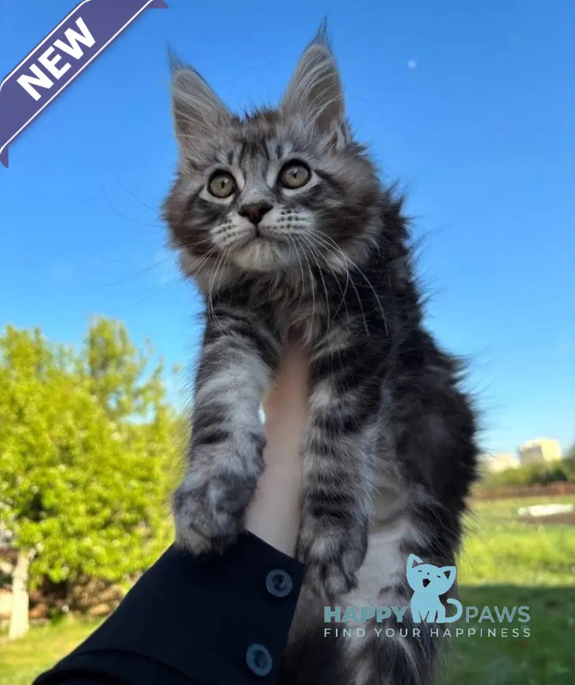 Pluto Maine Coon male black silver tabby live animals
