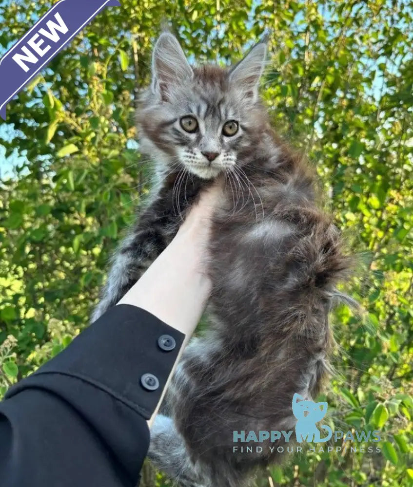 Pluto Maine Coon male black silver tabby live animals