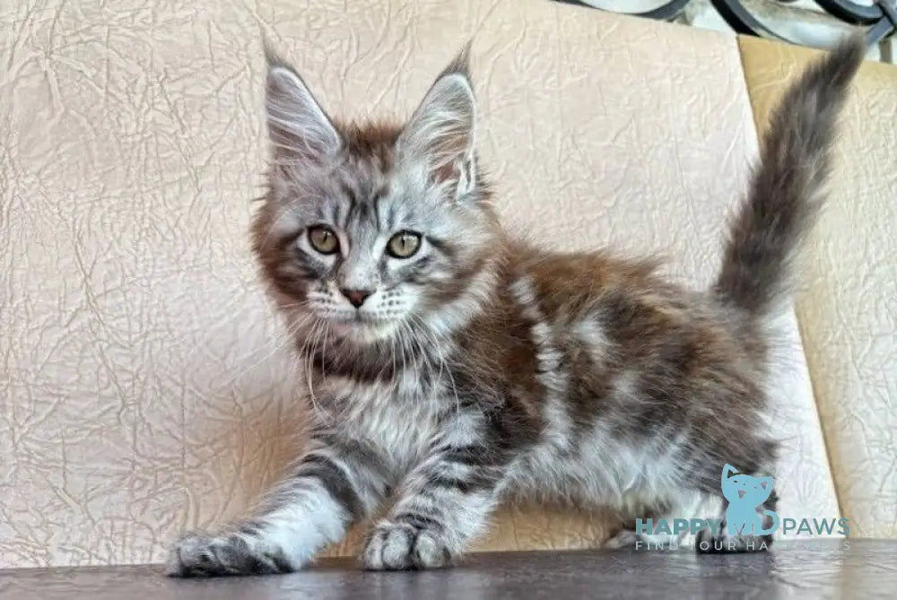 Pluto Maine Coon male black silver tabby live animals