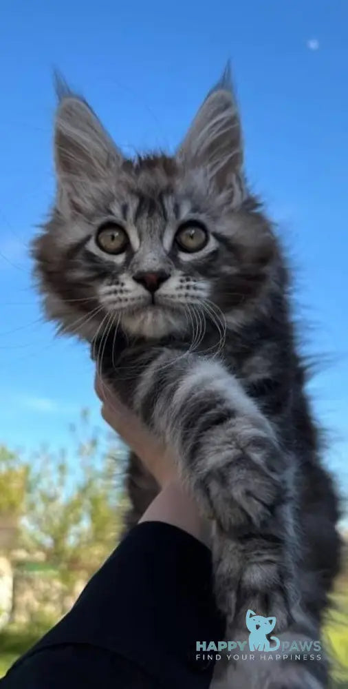 Pluto Maine Coon male black silver tabby live animals