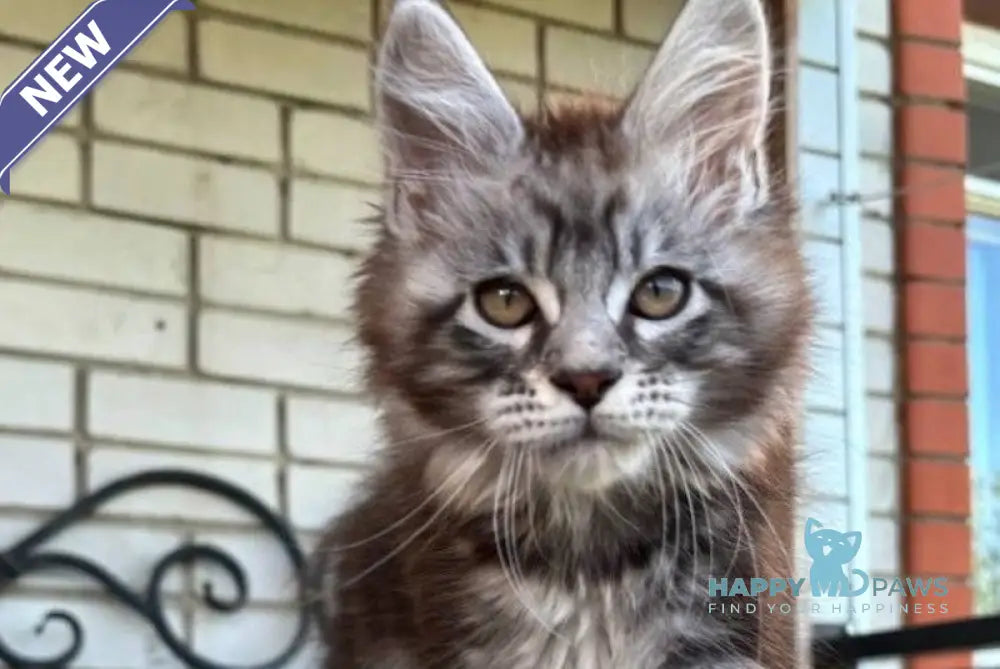 Pluto Maine Coon male black silver tabby live animals