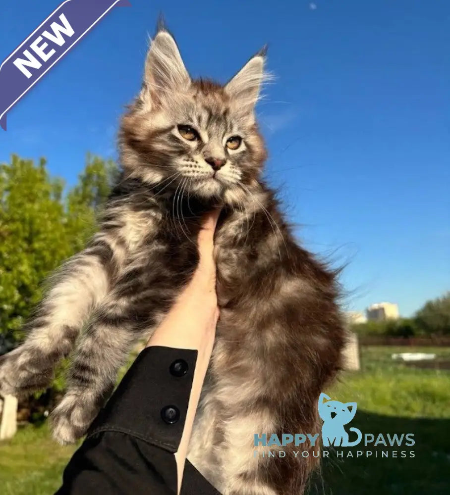 Pluto Maine Coon male black silver tabby live animals