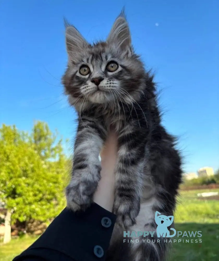 Pluto Maine Coon male black silver tabby live animals
