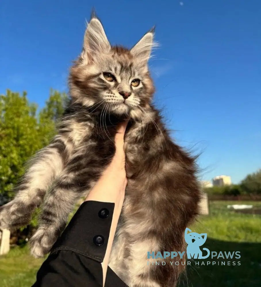 Pluto Maine Coon male black silver tabby live animals