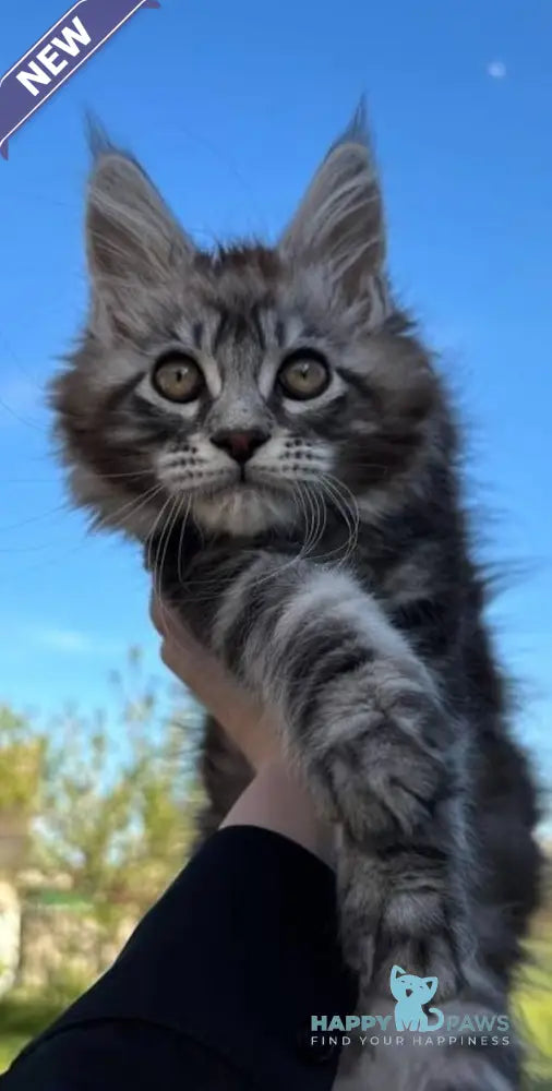 Pluto Maine Coon male black silver tabby live animals
