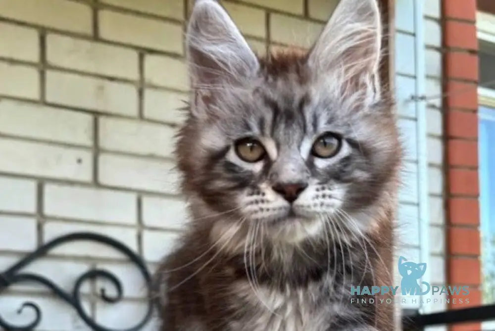 Pluto Maine Coon male black silver tabby live animals